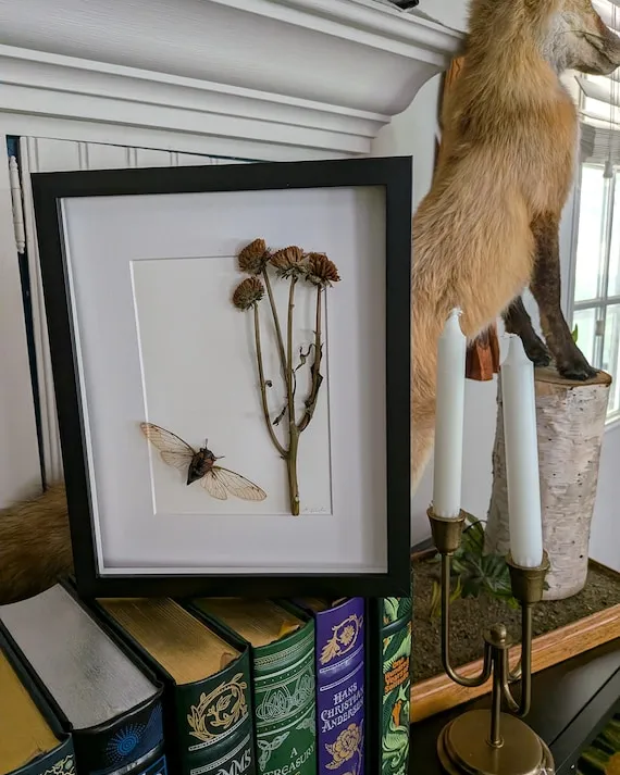 Athelone's Day Out - Pinned Cicada in Shadow Frame