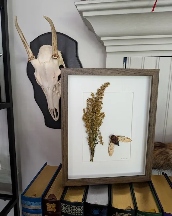 Beatrice's Garden - Pinned Cicada in Shadow Frame