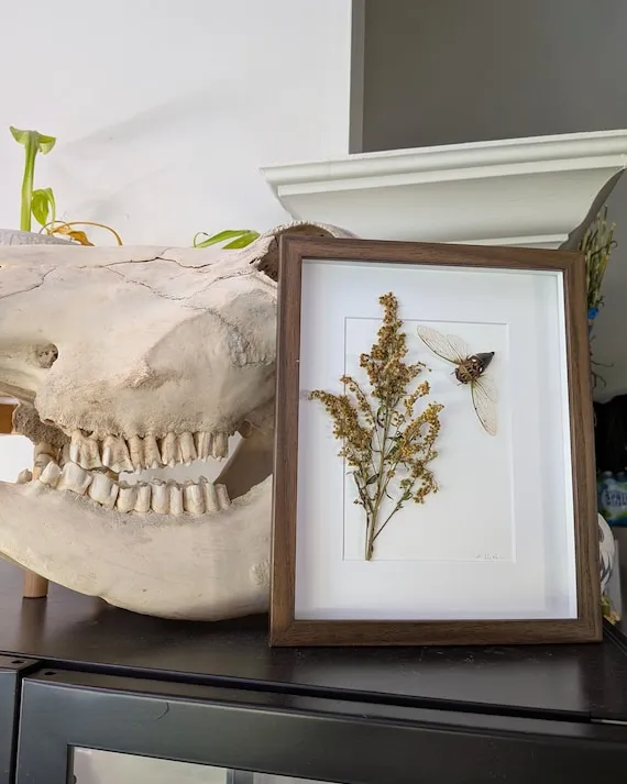 Chester's Foraging - Pinned Cicada in Shadow Frame
