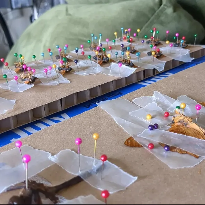 Dried botanicals and insect specimens being pinned and arranged before framing