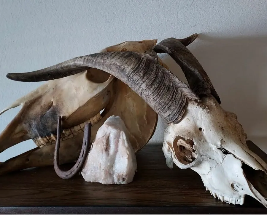 A collection of animal skulls, horns, and a raw crystal displayed on a dark wood shelf