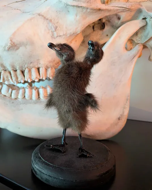 A preserved two-headed bird specimen on a black display base in front of a large animal skull.